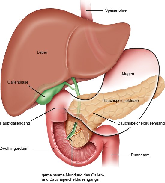 Grafik: Bauchspeicheldrüse und benachbarte Organe - wie im Text beschrieben