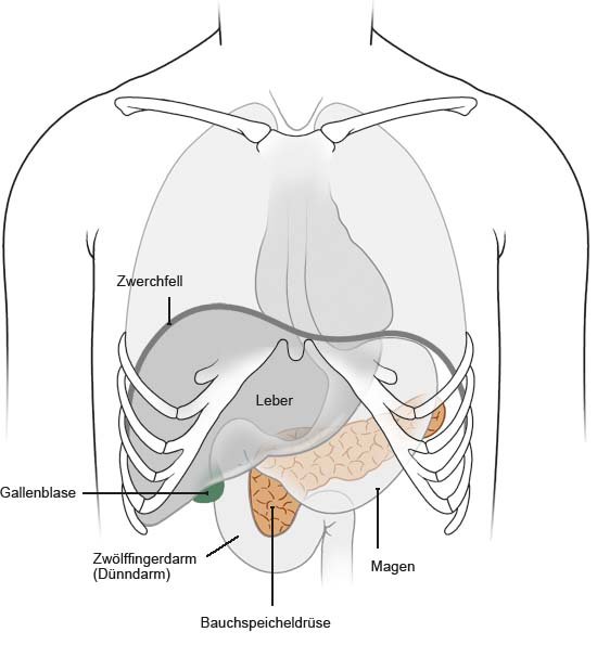 Grafik: Lage der Bauchspeicheldrüse - wie im Text beschrieben