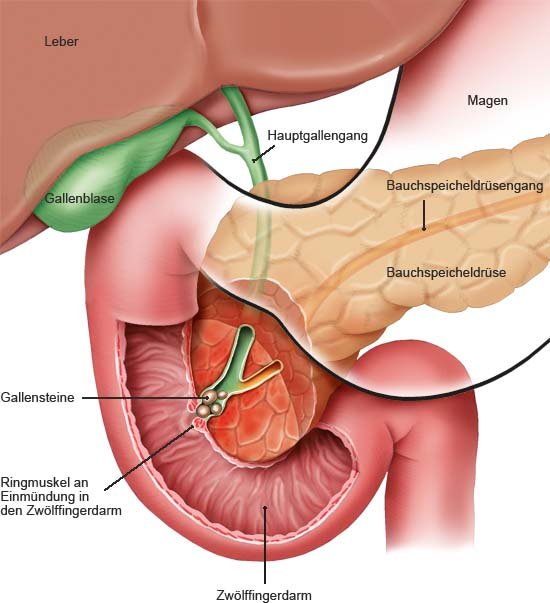 Rechts bauchspeicheldrüse oder die links wo sitzt Welche Organe