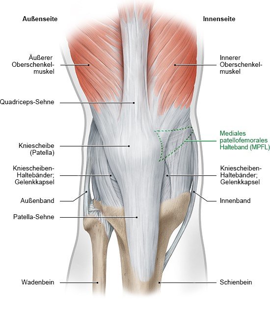 Grafik: rechtes Knie von vorne mit Haltebändern und Oberschenkelmuskeln