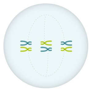 Grafik: Zusammengehörige Chromosomenpaare lagern sich in der Zellmitte zusammen
