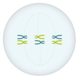 Grafik: Zusammengehörige Chromosomenpaare lagern sich in der Zellmitte zusammen