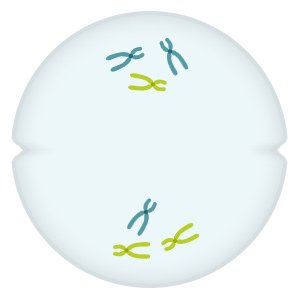 Grafik: Die Chromosomenpaare werden getrennt und auf beide Zellhälften verteilt