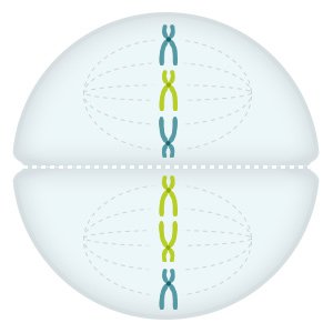 Grafik: Bei zweiter Teilung trennen sich die Kopien der Chromosomen voneinander