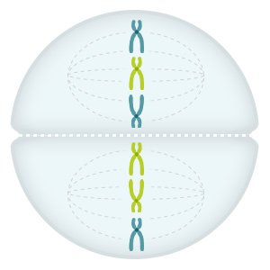 Grafik: Bei zweiter Teilung trennen sich die Kopien der Chromosomen voneinander
