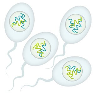 Grafik: Beim Mann reifen die vier Keimzellen zu Spermien heran
