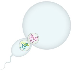 Grafik: Bei der Befruchtung verschmelzen eine Ei- und Samenzelle