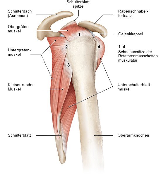 Grafik: Die Muskeln der Rotatoren-Manschette (Ansicht der rechten Schulter von der Seite)