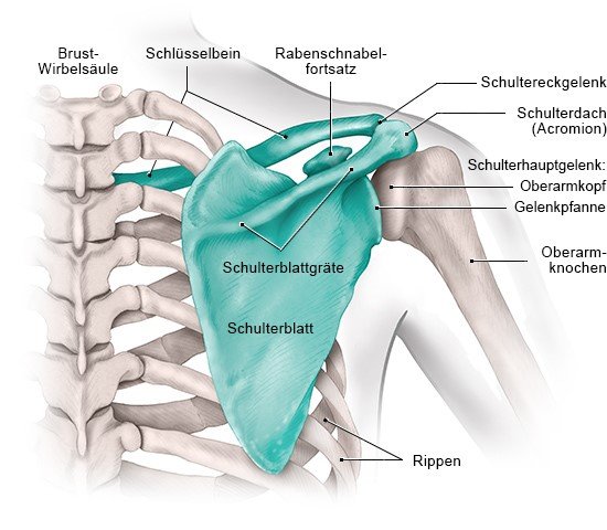 Grafik: Die Knochen der Schulter (Ansicht von hinten)
