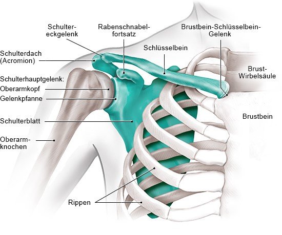 Grafik: Die Knochen der Schulter (Ansicht von vorn)
