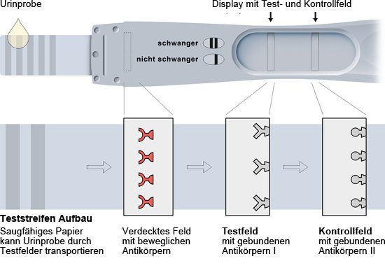 Grafik: Aufbau eines Schnelltest-Papierstreifens