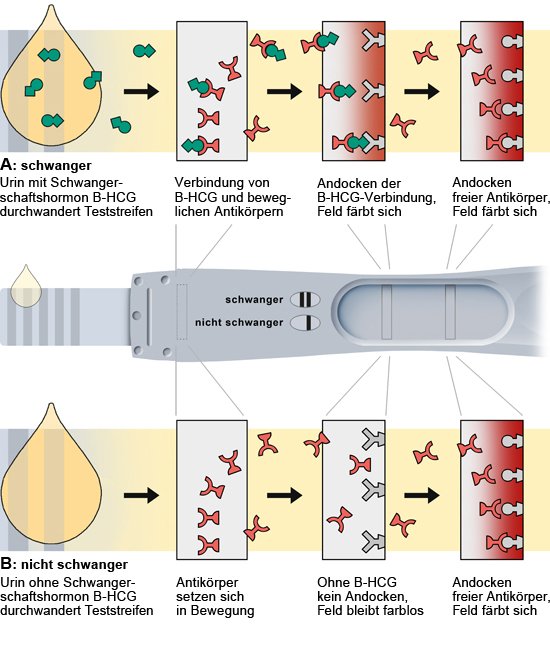 Grafik: Papierstreifentest: positive und negative Reaktion