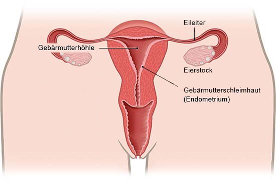 Grafik: Querschnitt: Frontalansicht Gebärmutter ohne Endometriose