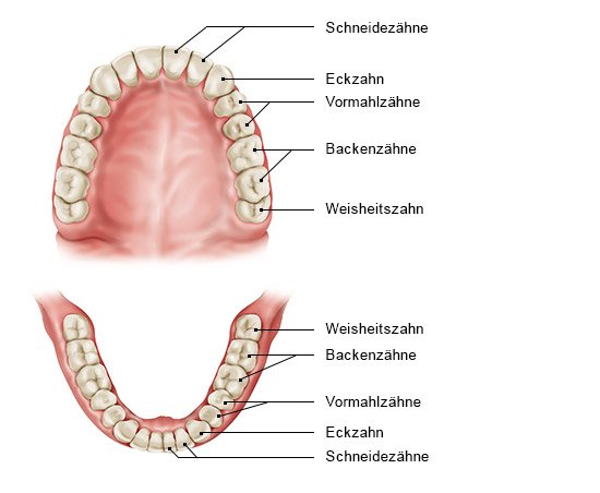 Zähne können nachwachsen bleibende Gebissentwicklung, Zahndurchbruch,