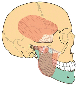 Grafik: Die Kiefergelenke verbinden den Unterkiefer mit dem Schädel