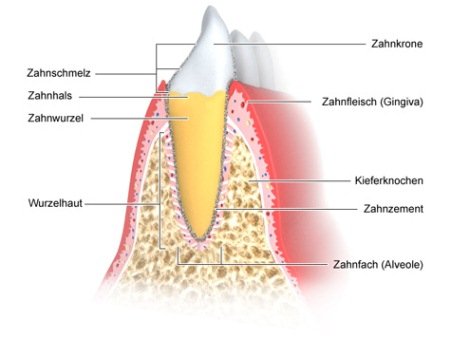 Grafik: Zahnhalteapparat - wie im Text beschrieben