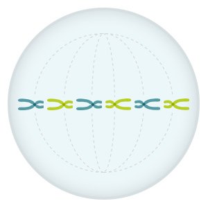 Grafik: Die verdoppelten Chromosomen sammeln sich in der Zellmitte