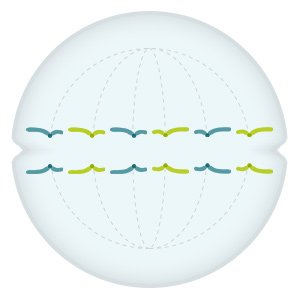 Grafik: Die zwei Kopien jedes Chromosoms wandern je in eine Hälfte der Zelle