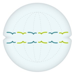 Grafik: Die zwei Kopien jedes Chromosoms wandern je in eine Hälfte der Zelle