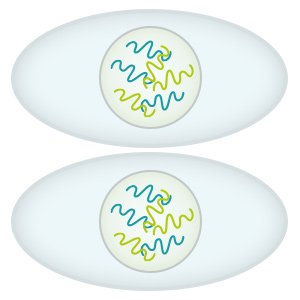 Grafik: Beide Tochterzellen haben die gleiche Erbinformation wie die Mutterzelle