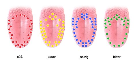 Grafik: Verteilung der vier Geschmacksrichtungen auf der Zunge