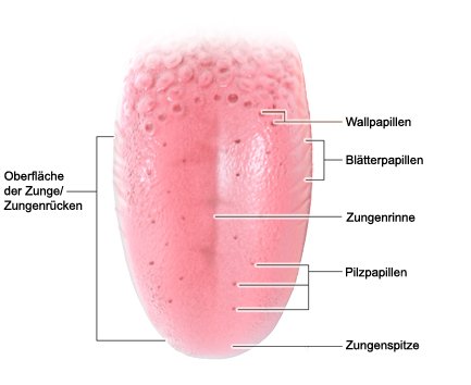 Grafik: Aufbau der Zunge