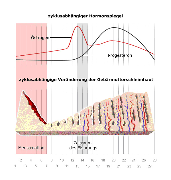 Grafik: zyklusabhängiger Hormonspiegel - wie im Text besprochen