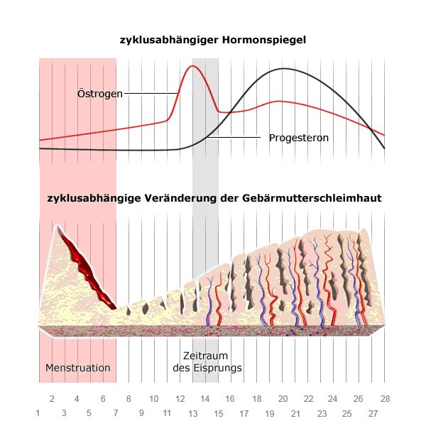 Grafik: zyklusabhängiger Hormonspiegel - wie im Text besprochen