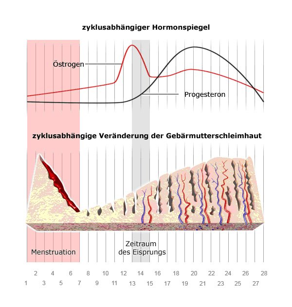 Periode tage nur 3 Periode nur