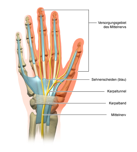 anatomie des menschlichen daumens diagramm