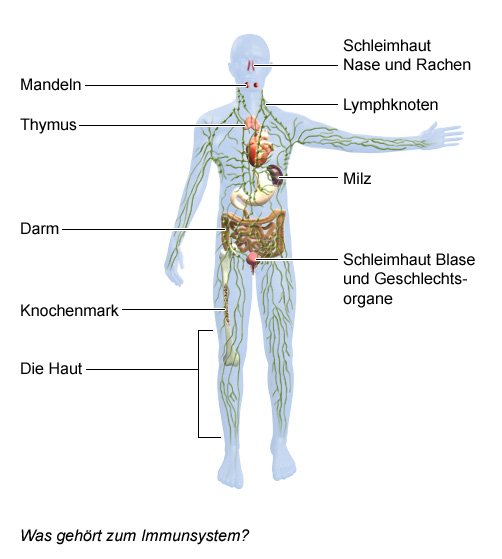 Grafik: Welche Organe gehören zum Immunsystem